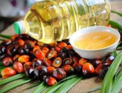 Harga CPO Dunia Bergerak, Apa Dampaknya bagi Industri Sawit Indonesia?